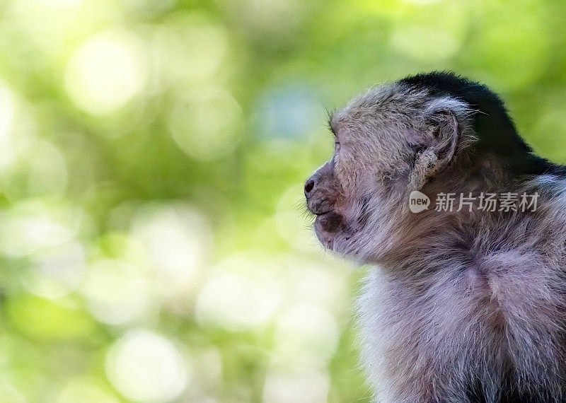 白面卷尾猴在树上