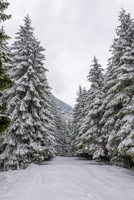 喀尔巴阡山脉的积雪覆盖林地