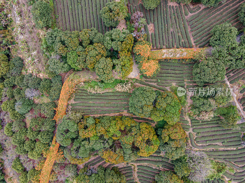 农村农业种植园的茶叶和林地鸟瞰图