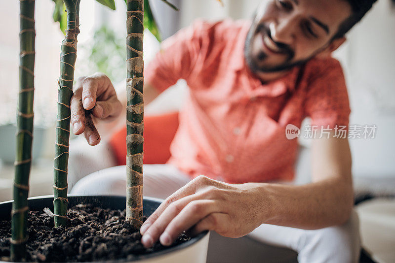 人工栽培室内植物