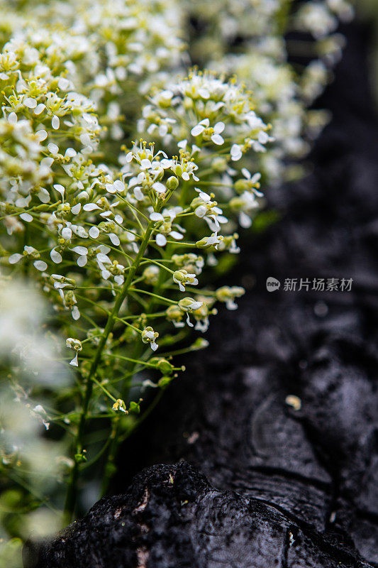 对比生与死春花盛开旁边黑暗烧焦树皮穆迪象征