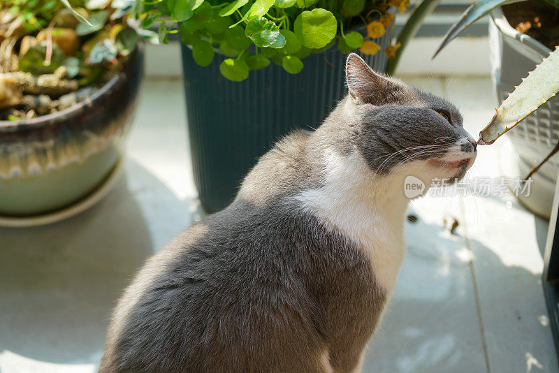 英国短毛猫吃植物