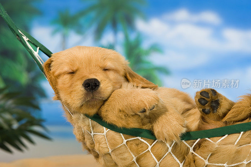 在热带背景的吊床上的幼犬