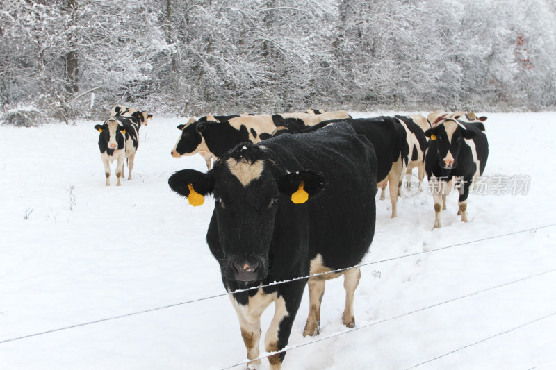 牛在本季的第一场雪