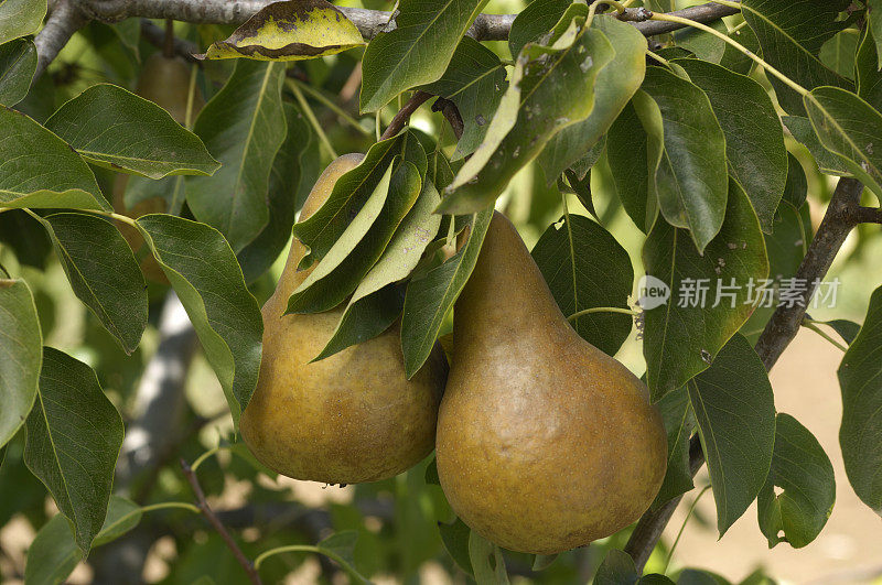 梨子在树上成熟的特写