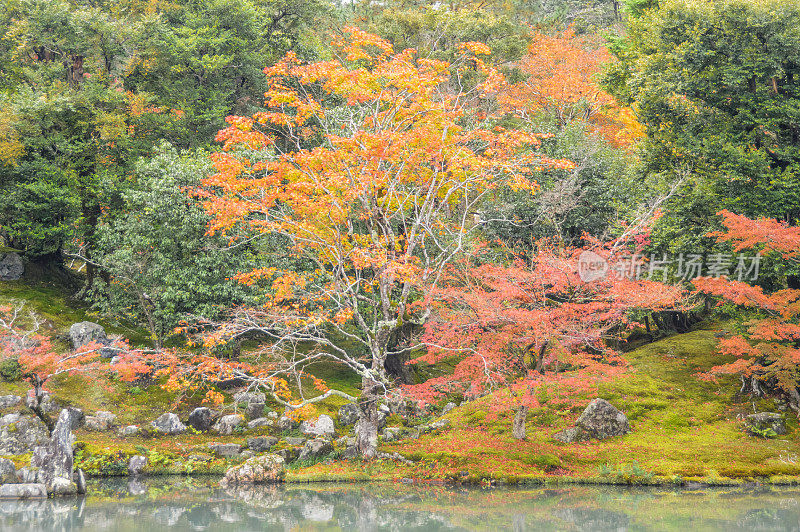 日本京都的秋叶和树叶