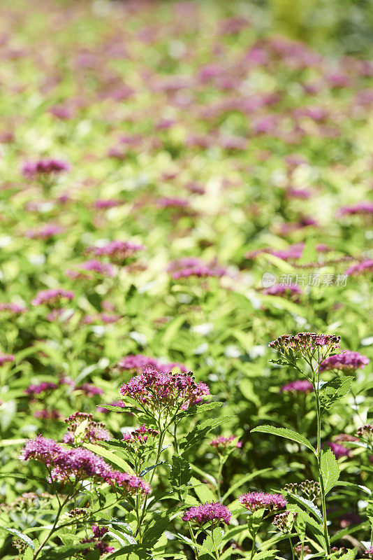 日本Spiraea