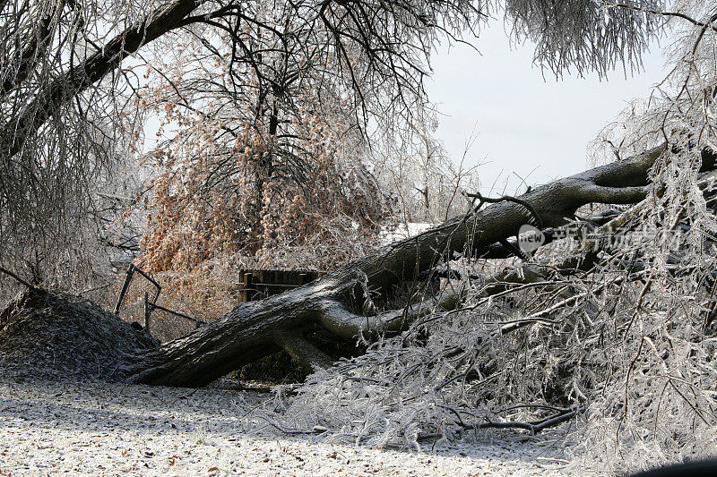 树在冰风暴中被连根拔起