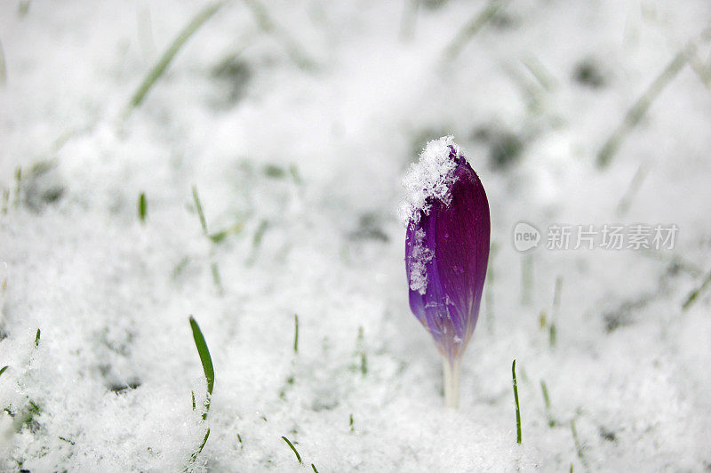 雪中的番红花