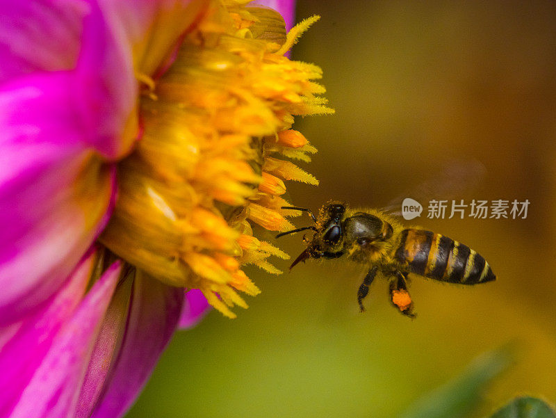 蜜蜂采集花蜜