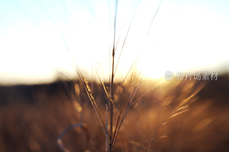日落时的冬草