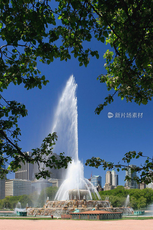 芝加哥城市景观白金汉喷泉被树木包围