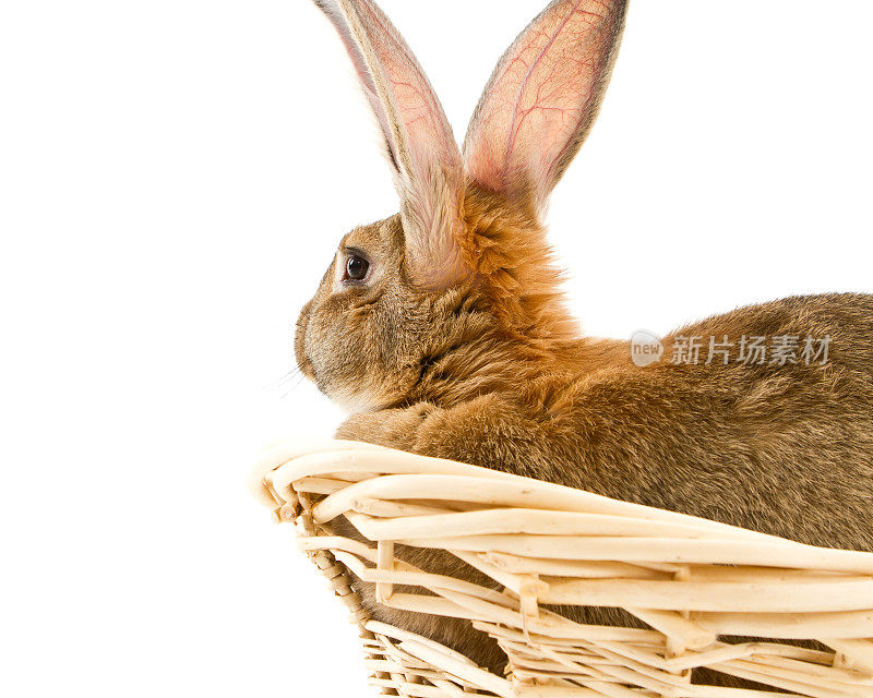 篮子里的兔子