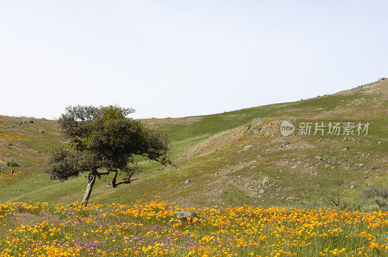 山麓长满了罂粟花