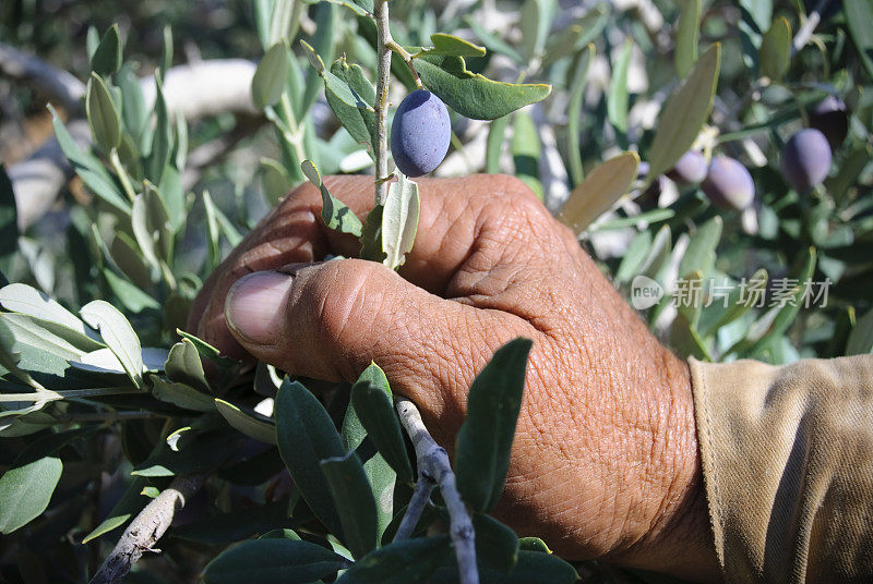 在约旦河西岸的一个村庄，巴勒斯坦农民的手伸向了橄榄枝