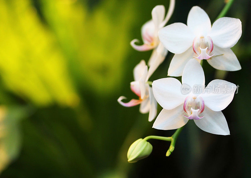 明亮的白色兰花花和花蕾郁郁葱葱