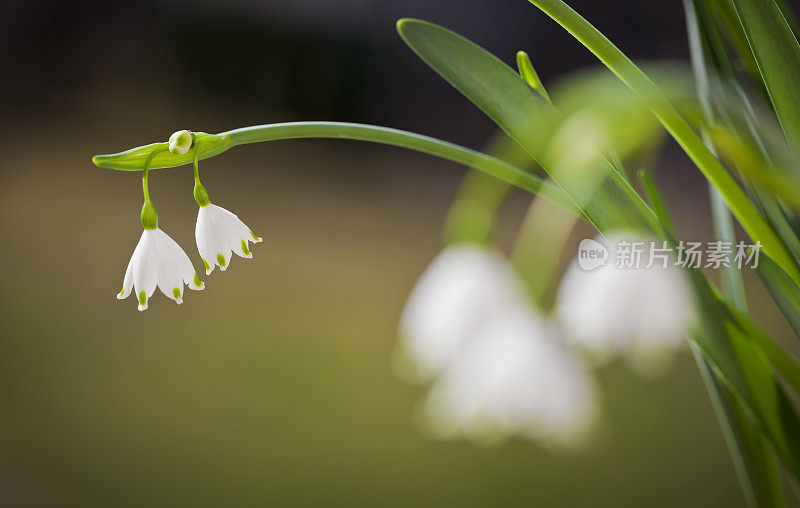 雪花莲