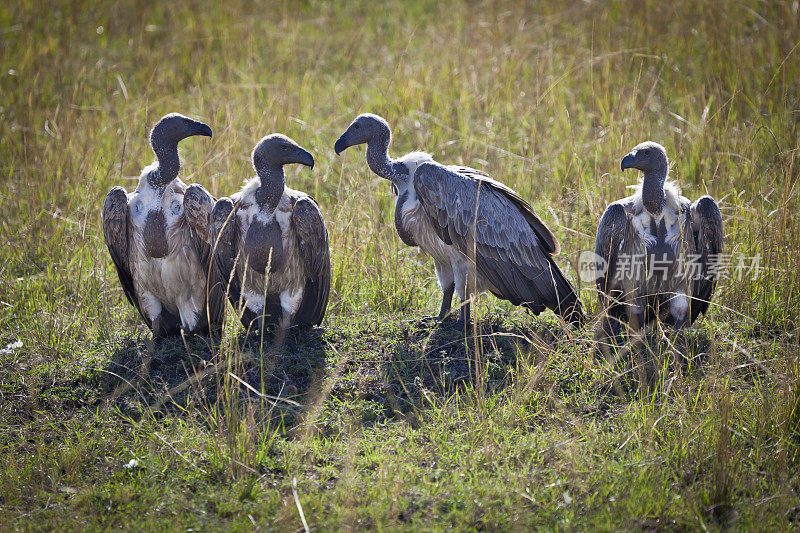 肯尼亚马赛马拉清晨的四只秃鹫