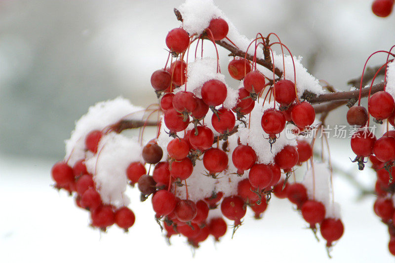 红莓配冬雪