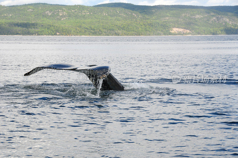 座头鲸，塔多萨克，加拿大魁北克