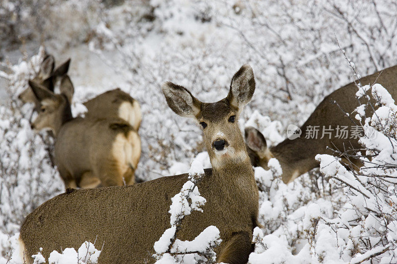 雪中的骡鹿在派克国家森林