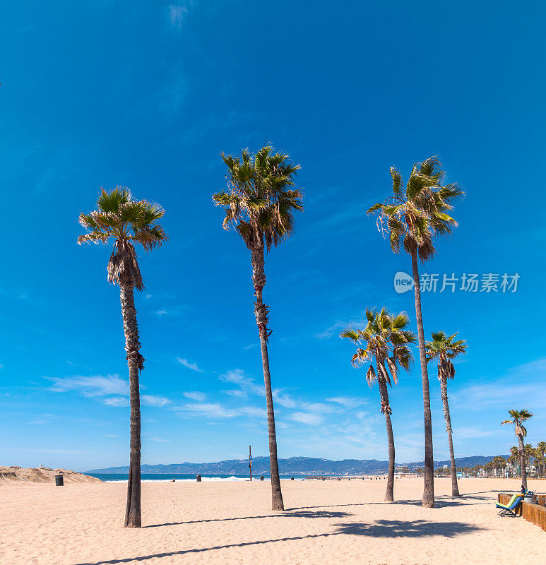 洛杉矶的威尼斯海滩棕榈树