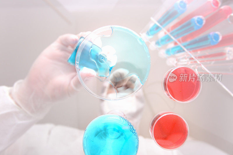 科学实验室，化学家从下面倒蓝色液体，培养皿