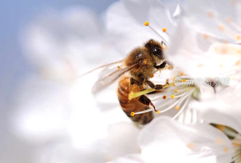 蜜蜂从花中采集花粉。微距镜头。
