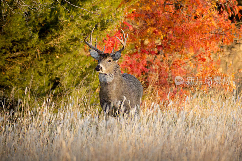 堪萨斯州秋季发情季节中强壮的白尾雄鹿