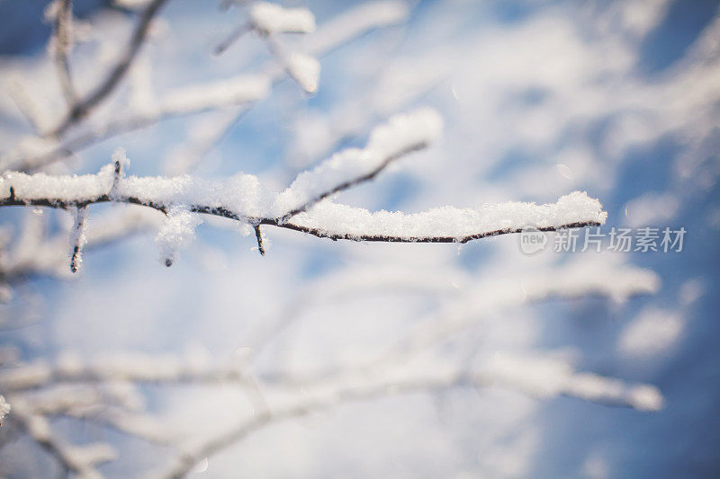 冬天的树枝在阳光下覆盖着雪