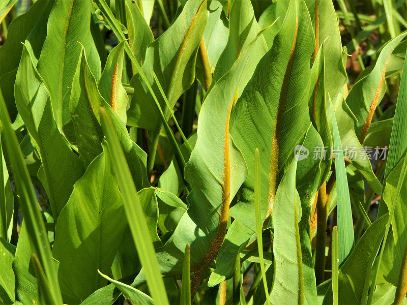 阿罗海芋属植物的叶子
