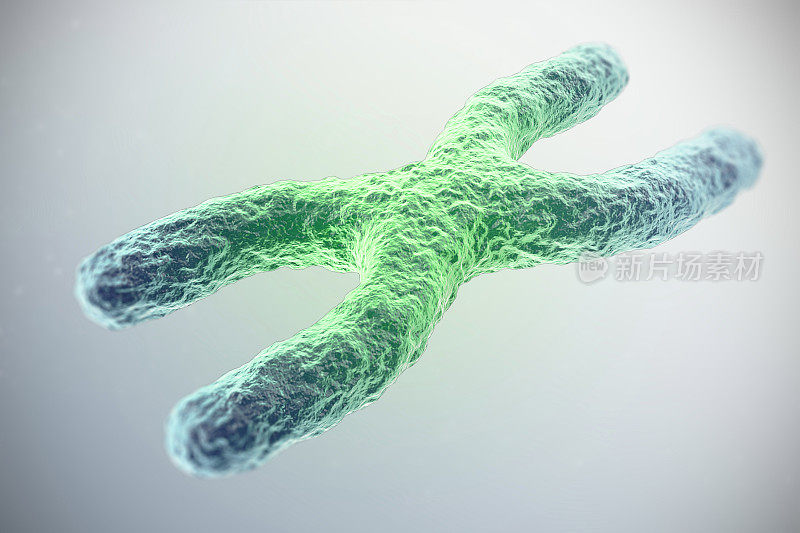 X染色体，中间绿色，这是感染的概念