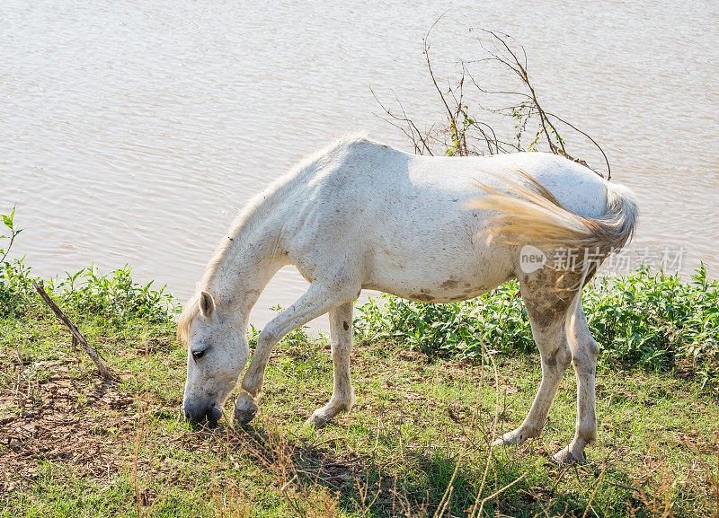 白马在河边的地上吃草