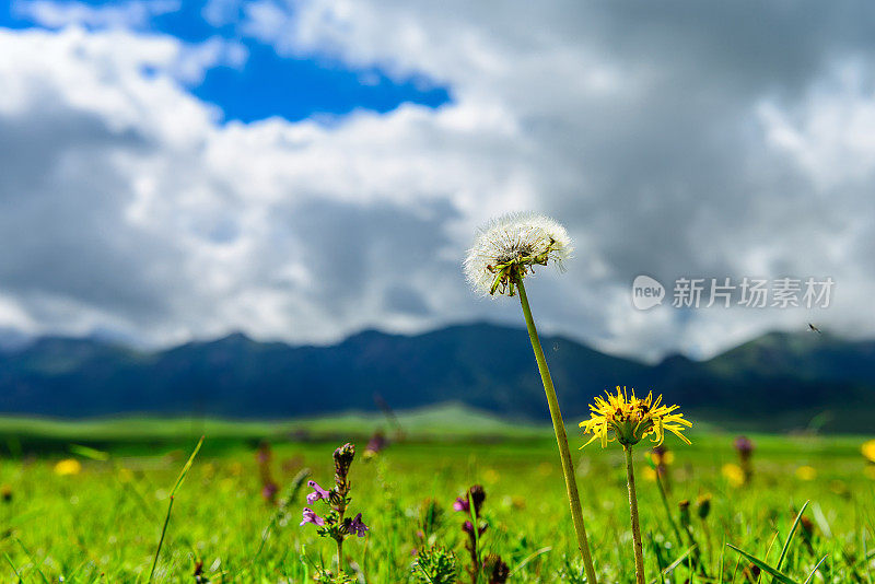 野花蒲公英盛开在春天的宏观视图