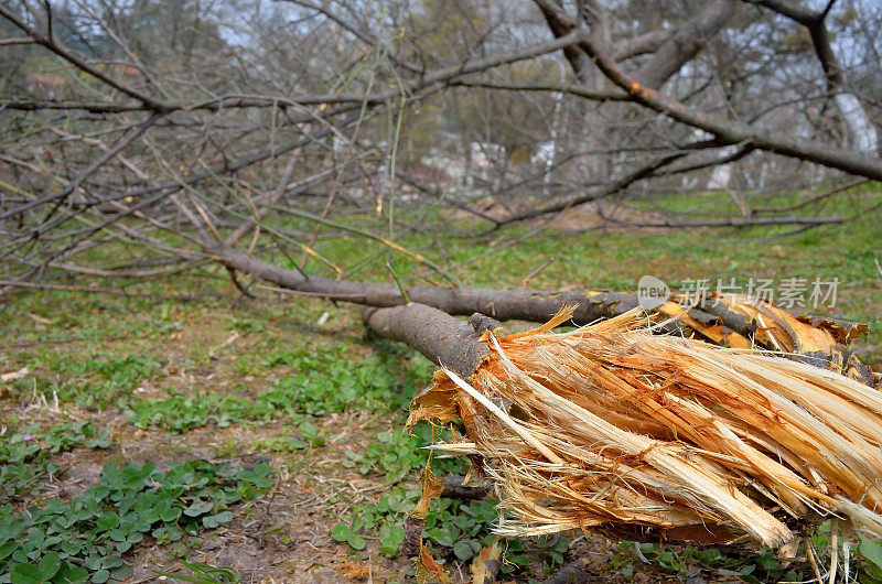 飓风过后，树被连根拔起