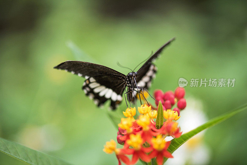 宏观蝴蝶取食花