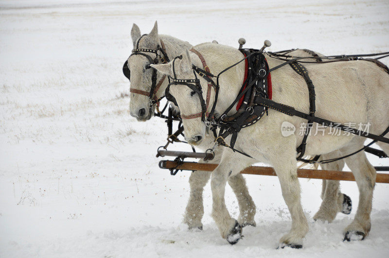 雪橇马