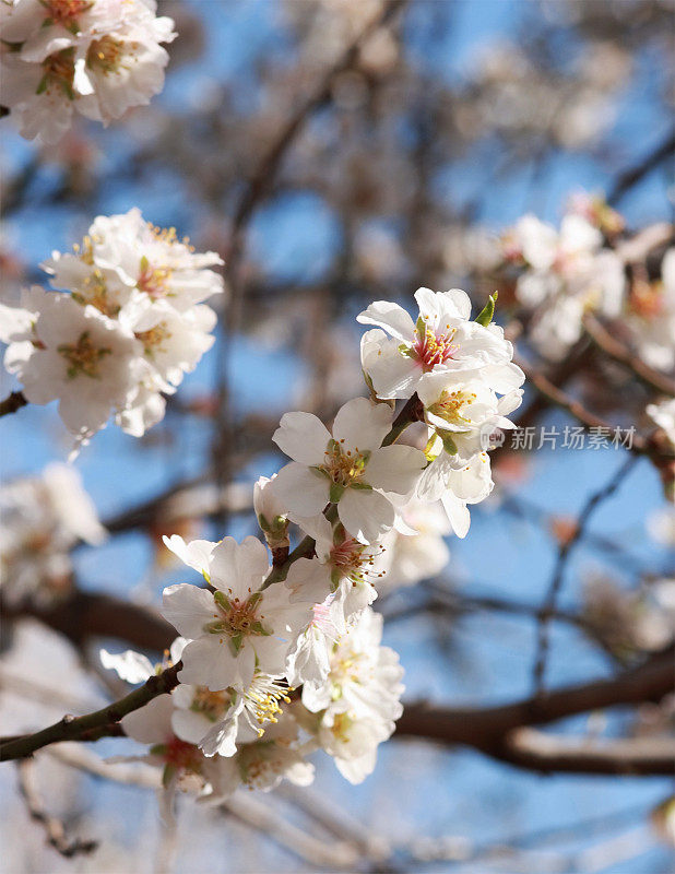 杏仁树开花