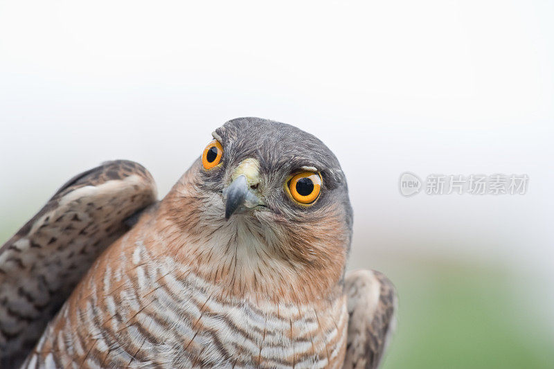 Sparrowhawk(猛禽努力)