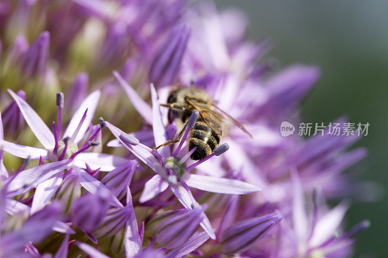 花上的蜜蜂