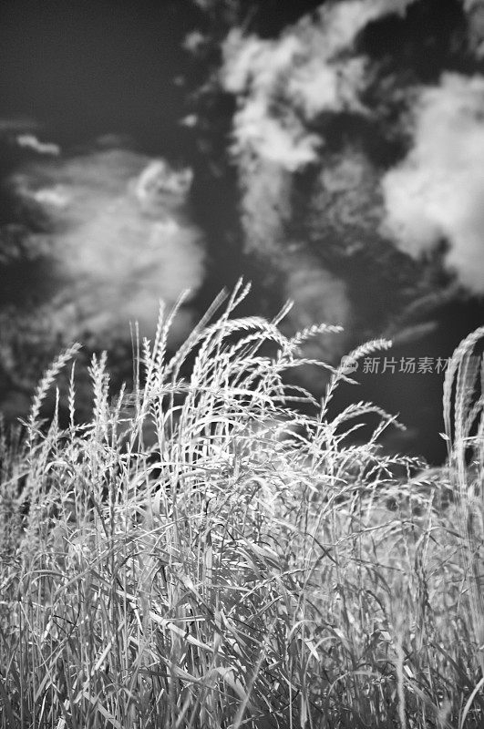 野生草的红外