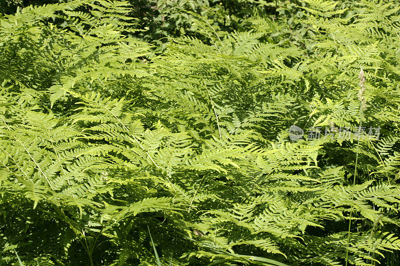 蕨类植物