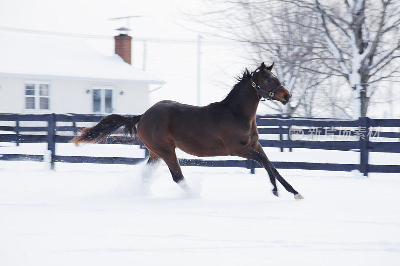 在雪中奔跑的马。