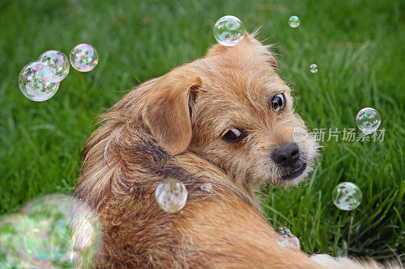 小猎犬看泡泡