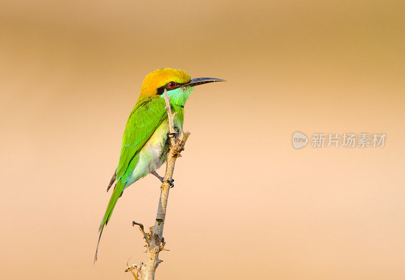 绿色的食蜂鸟,泰国
