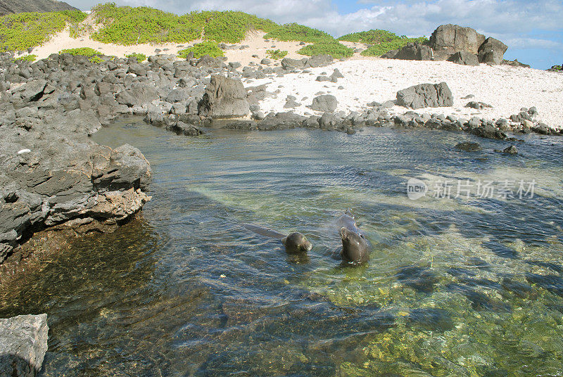 夏威夷僧侣海豹在瓦胡岛的卡埃纳角