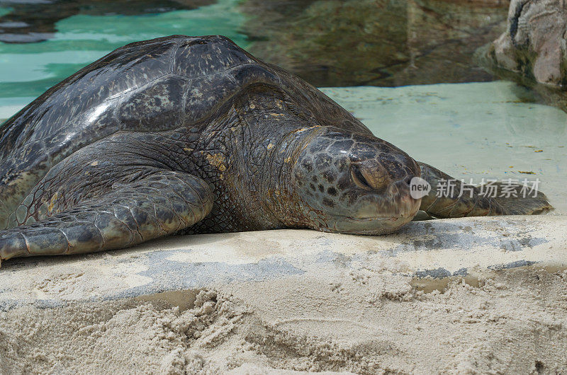 海滩上的海龟