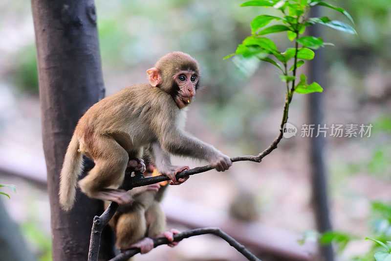 在树林里玩小猴子