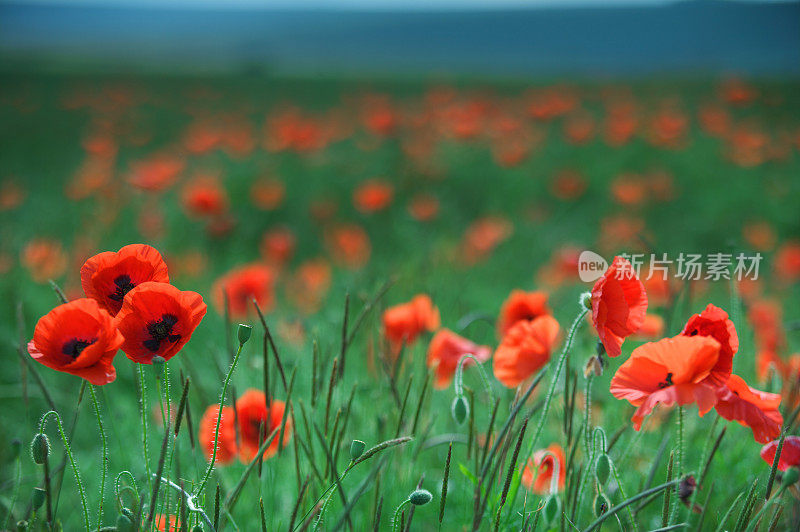 田野里的罂粟花