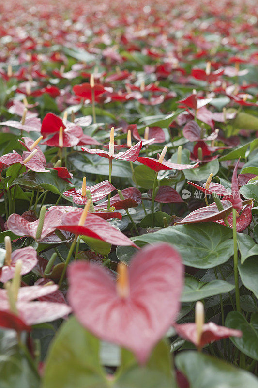 在温室中种植红掌